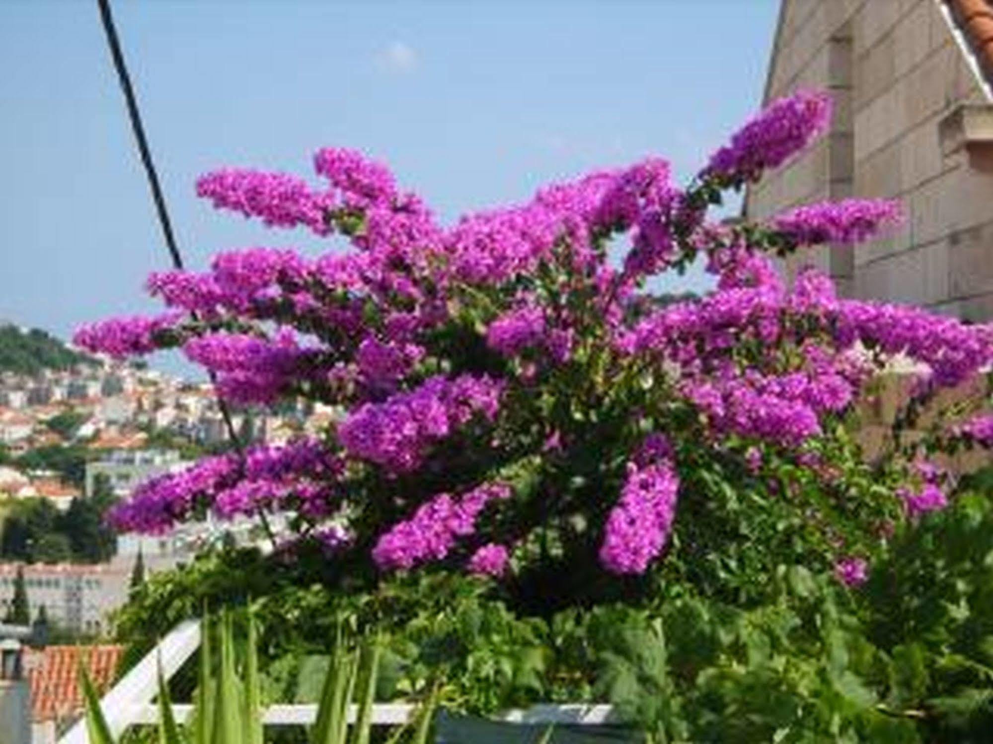 Guesthouse Anna Dubrovnik Dış mekan fotoğraf